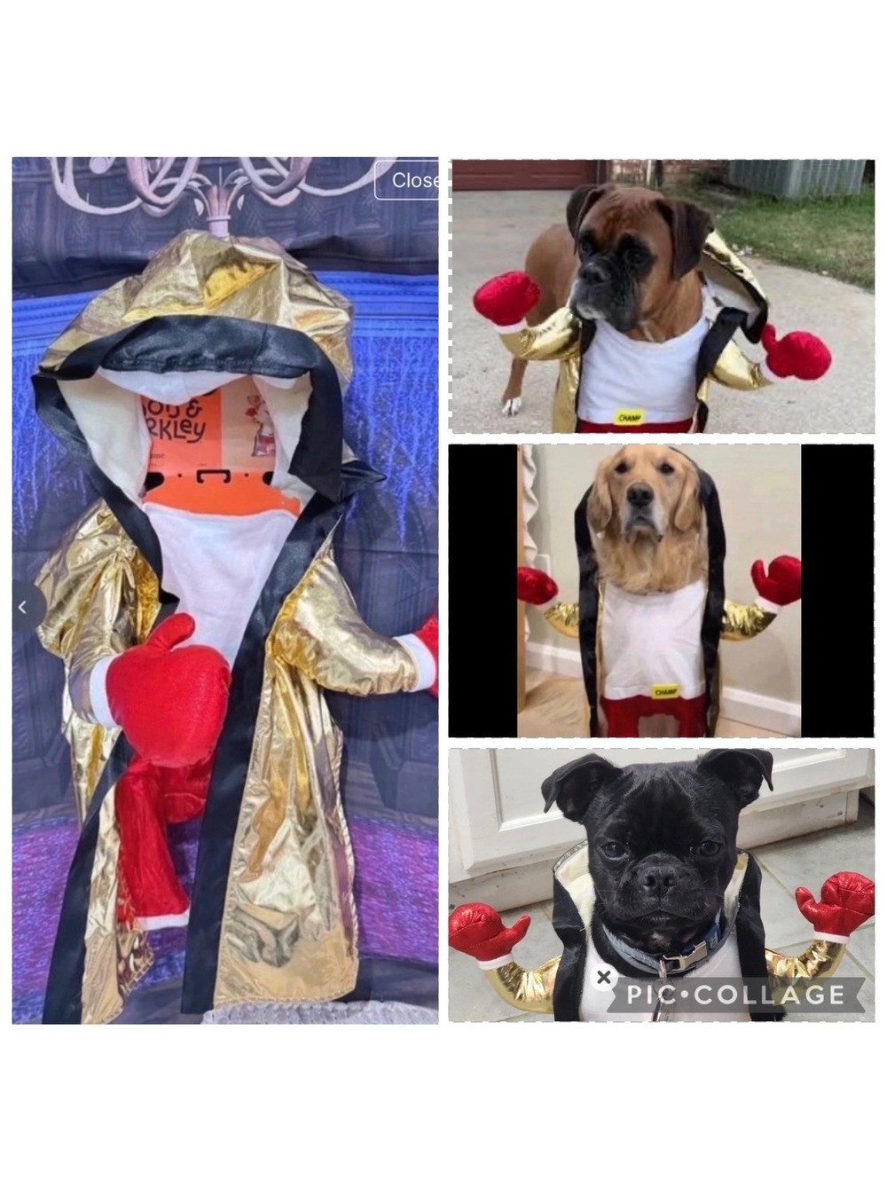 Gold Boxing Robe Dog Costume with Red Gloves and Shorts Large up to 80 lbs